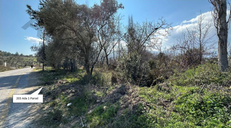 Satılık Zeytinlik