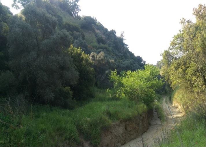 Bankadan Satılık Zeytinlik