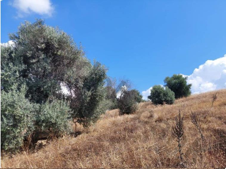 Satılık Zeytinlik