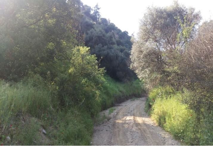 Satılık Zeytinlik