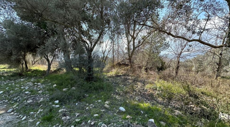 Satılık Zeytinlik