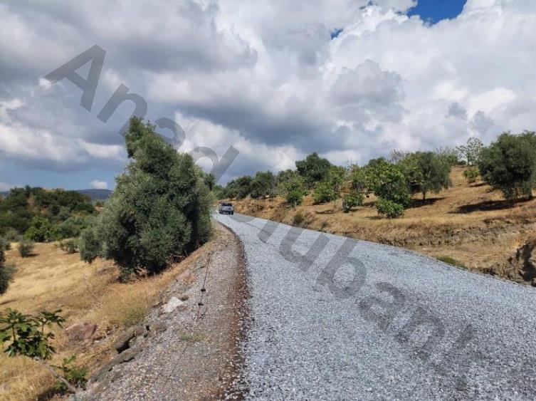 Satılık Zeytinlik